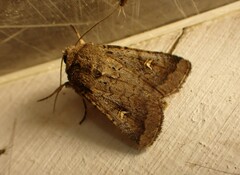 Proteuxoa tetronycha