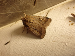 Proteuxoa tetronycha