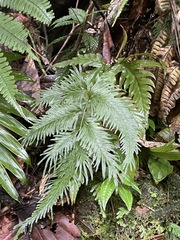 Selaginella delicatula