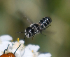 Megachile rotundata