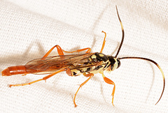 Cratichneumon w-album