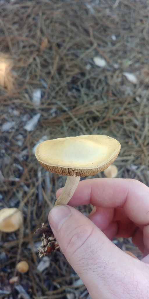 Mulch Fieldcap from Hamilton East, Hamilton, New Zealand on December 19