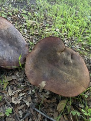 Suillellus amygdalinus