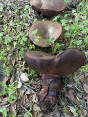 Suillellus amygdalinus