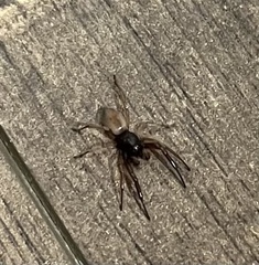 Trachelidae