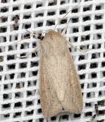 Mythimna convecta