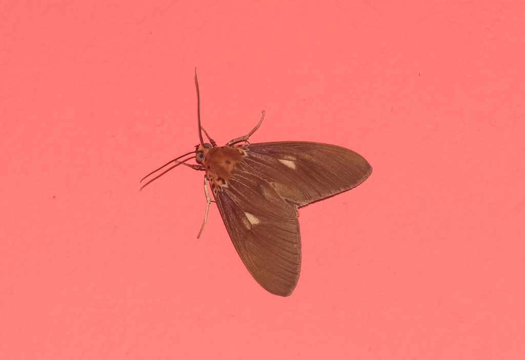 Asota dohertyi