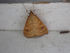 Mnesictena flavidalis