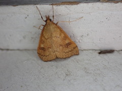 Mnesictena flavidalis