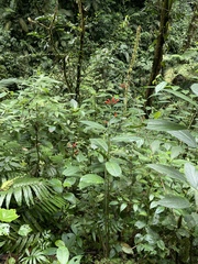 Centropogon granulosus