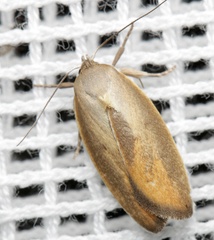 Ptyoptila matutinella