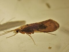 Hydrobiosidae