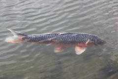 Cyprinus rubrofuscus