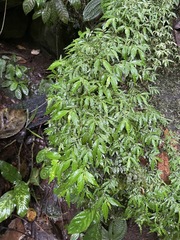 Dichapetalum