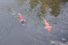 Cyprinus rubrofuscus