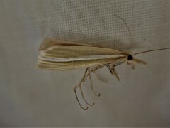Orocrambus lewisi