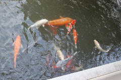 Cyprinus rubrofuscus