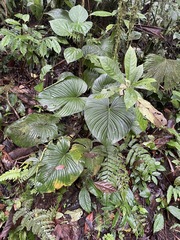 Philodendron grandipes image