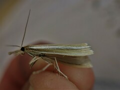 Orocrambus lewisi