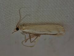 Orocrambus