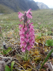 Pedicularis lanata
