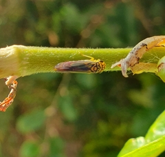 Dilobopterus costalimai