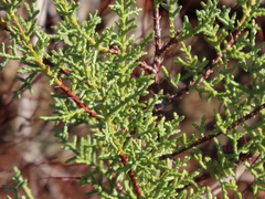 Cupressus sargentii