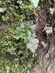 Hymenophyllaceae