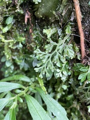 Hymenophyllaceae