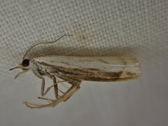 Orocrambus
