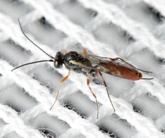 Campopleginae