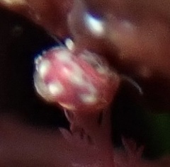 Phasianellidae