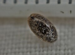 Enochrus
