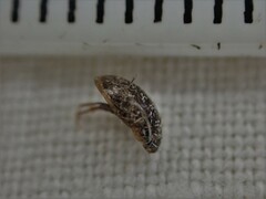 Enochrus