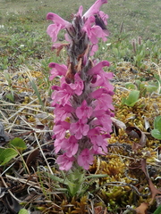 Pedicularis lanata
