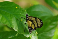 Methona confusa psamathe