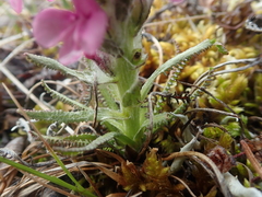 Pedicularis lanata