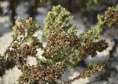 Artemisia campestris maritima