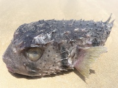 Dicotylichthys punctulatus