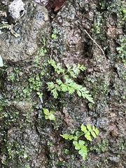 Pityrogramma calomelanos