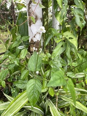 Asystasia intrusa