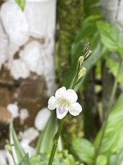 Asystasia intrusa