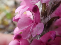 Pedicularis lanata
