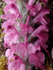Pedicularis lanata