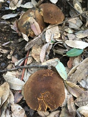 Xerocomellus diffractus