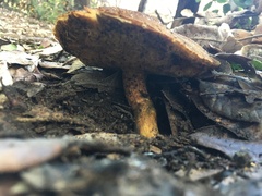 Xerocomellus diffractus