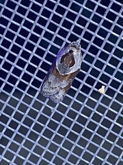 Acleris maculidorsana