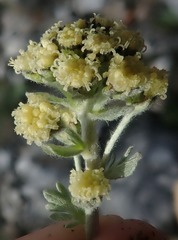 Artemisia glomerata