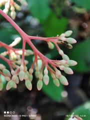 Ixora pendula