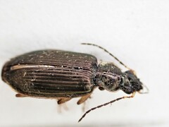 Notagonum